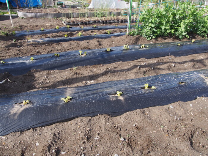 全部のマルチから顔を出したジャガイモの芽の写真です。